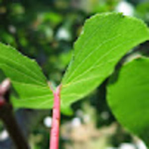 Meet your Posher, Shem